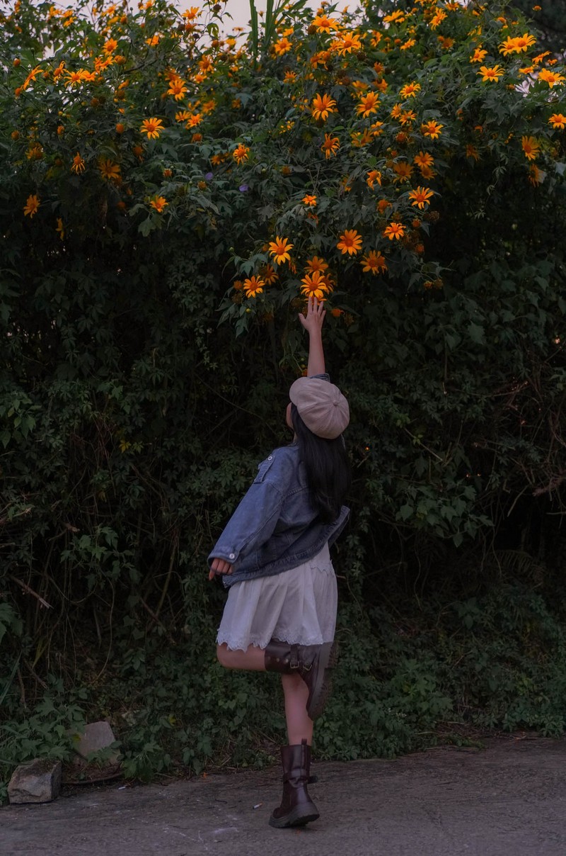 lịch trình 2N1Đ săn hoa dã quỳ Đà Lạt