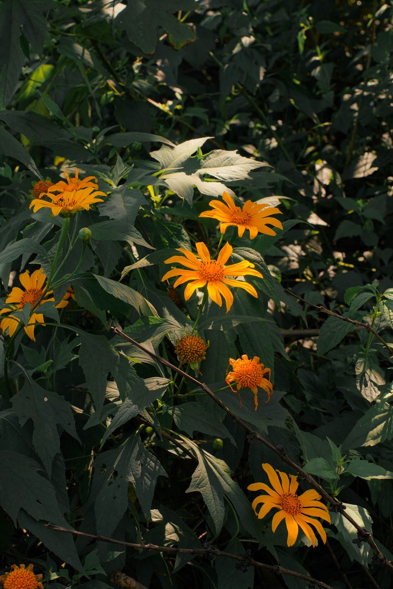 lịch trình 2N1Đ săn hoa dã quỳ Đà Lạt