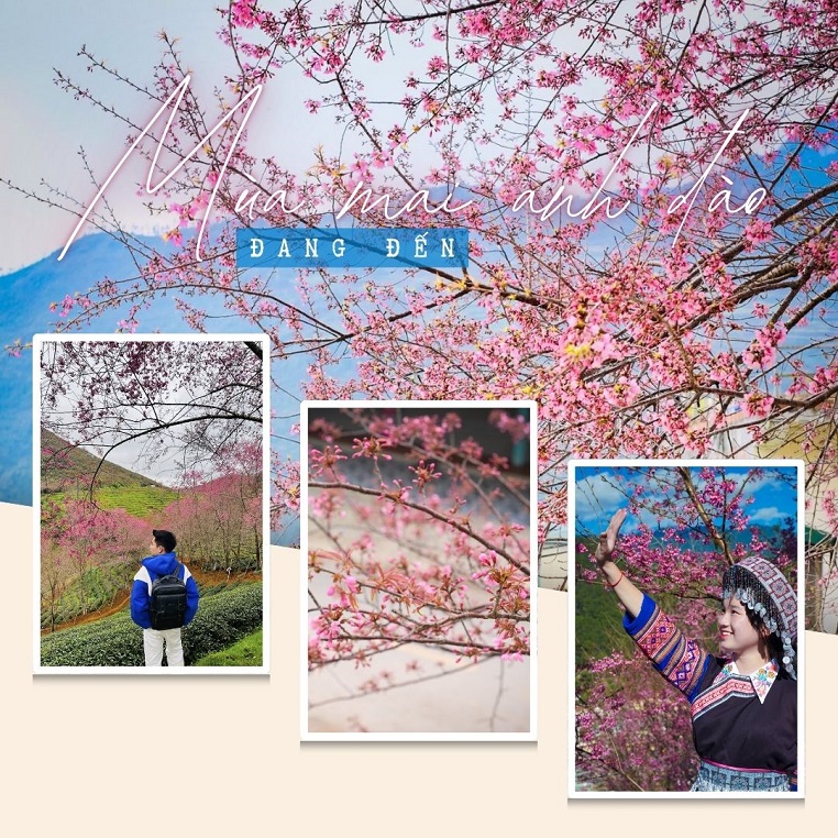 Bạn trẻ "chuẩn bị tâm hồn đẹp" đón mùa mai anh đào đang đến với vùng cao Bắc Bộ