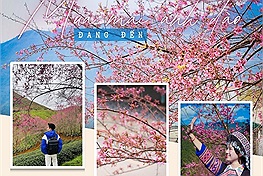 Bạn trẻ "chuẩn bị tâm hồn đẹp" đón mùa mai anh đào đang đến với vùng cao Bắc Bộ