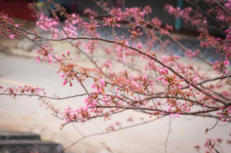 chuẩn bị tâm hồn đẹp đón mùa mai anh đào