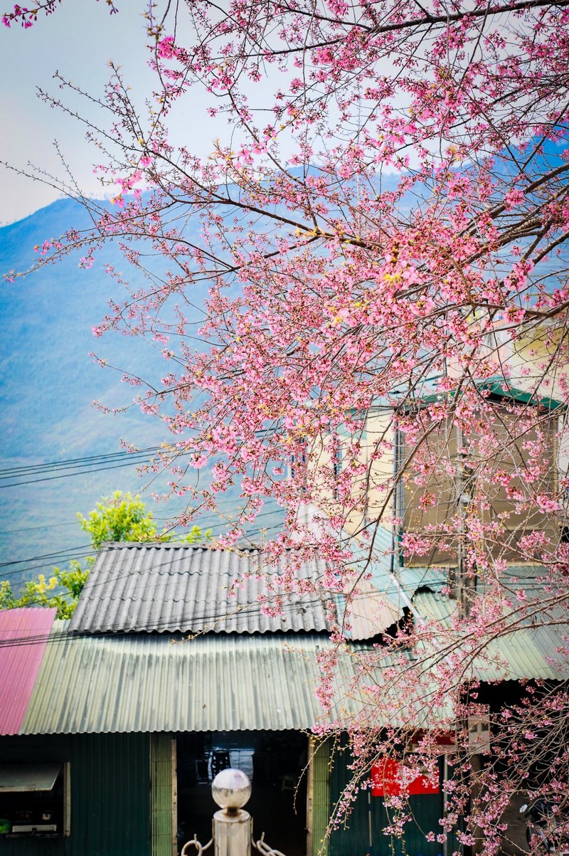 chuẩn bị tâm hồn đẹp đón mùa mai anh đào