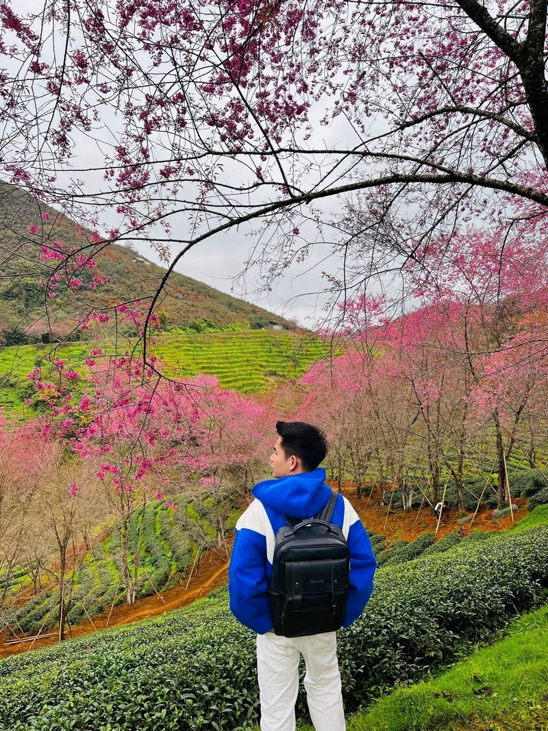 chuẩn bị tâm hồn đẹp đón mùa mai anh đào