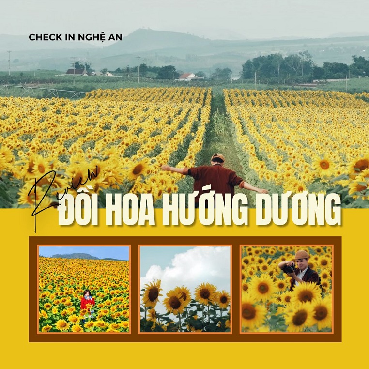 Review đồi hoa hướng dương Nghệ An với 4 lưu ý cho người đến lần đầu