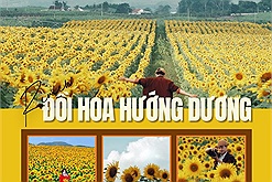 Review đồi hoa hướng dương Nghệ An với 4 lưu ý cho người đến lần đầu
