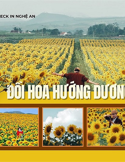 Review đồi hoa hướng dương Nghệ An với 4 lưu ý cho người đến lần đầu