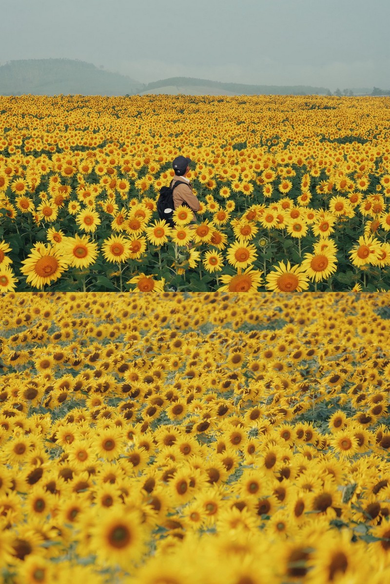 Review đồi hoa hướng dương Nghệ An