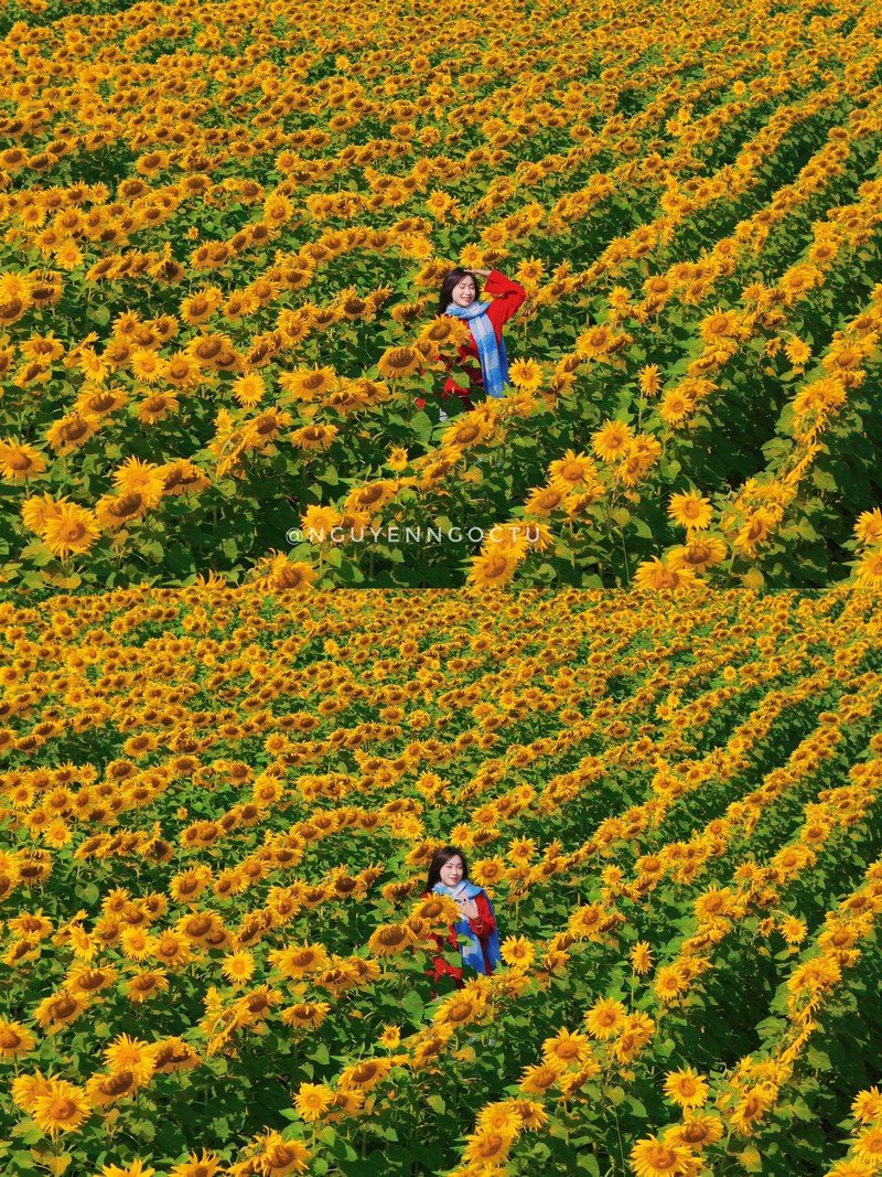 Review đồi hoa hướng dương Nghệ An