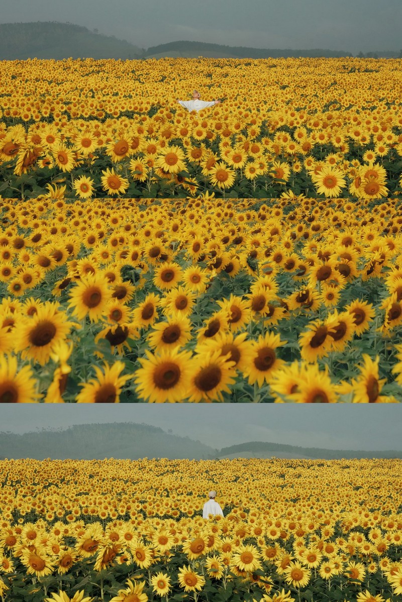 Review đồi hoa hướng dương Nghệ An