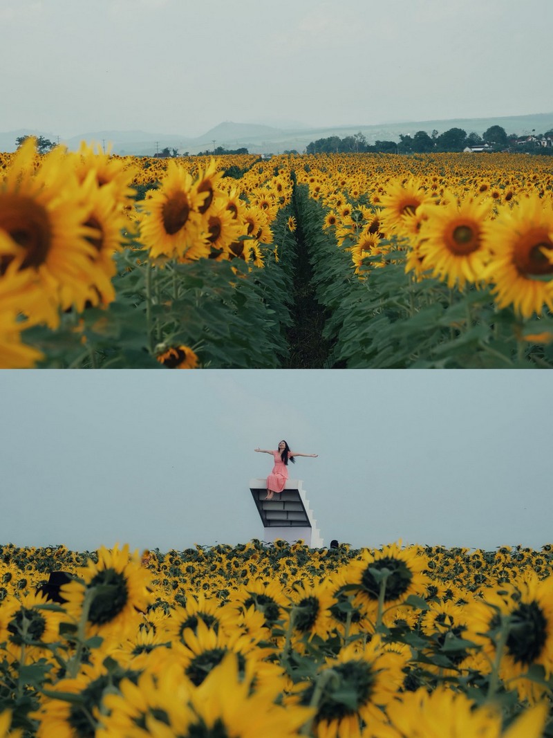 Review đồi hoa hướng dương Nghệ An