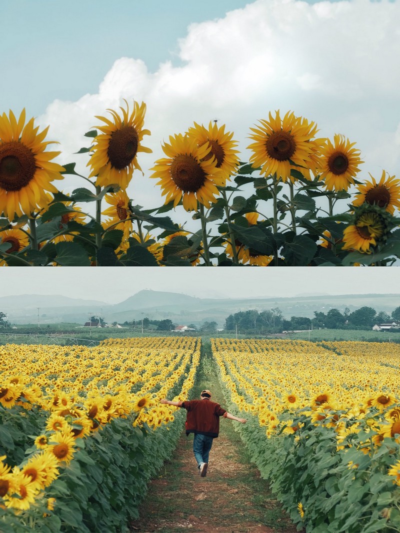 Review đồi hoa hướng dương Nghệ An