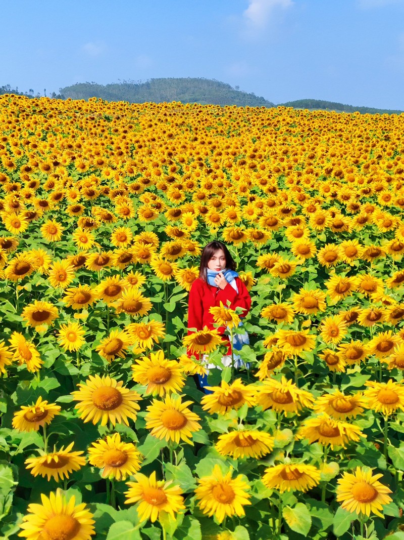 Review đồi hoa hướng dương Nghệ An