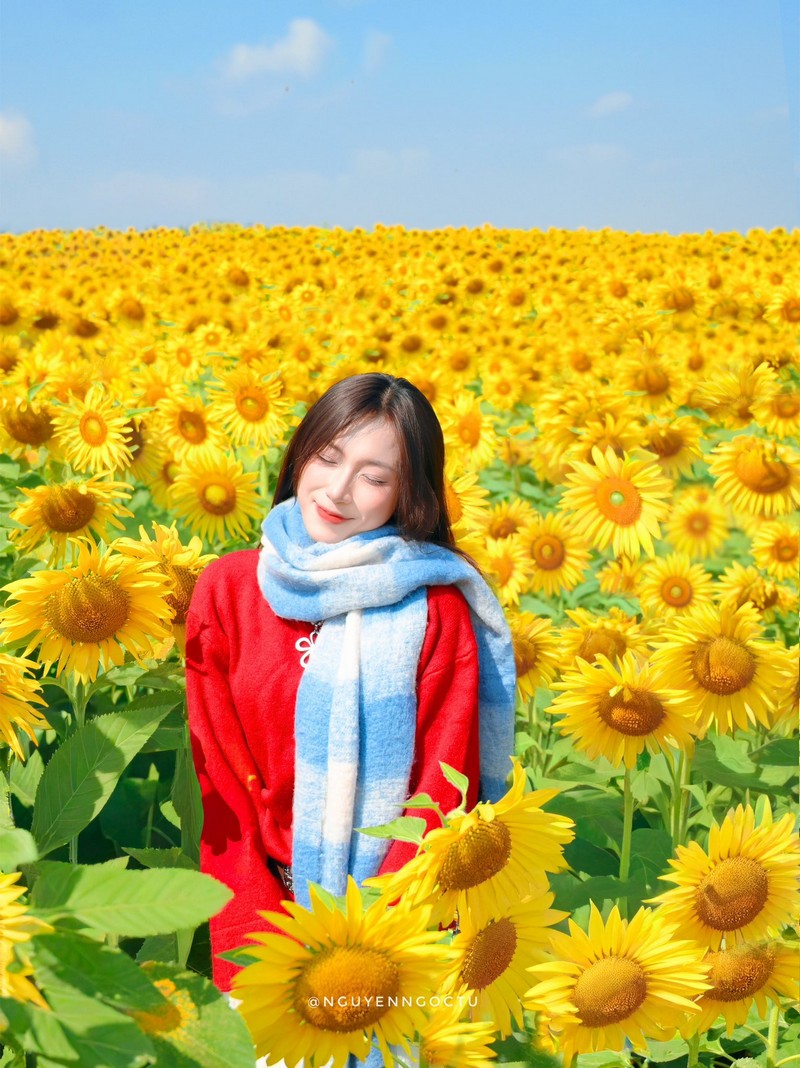 Review đồi hoa hướng dương Nghệ An