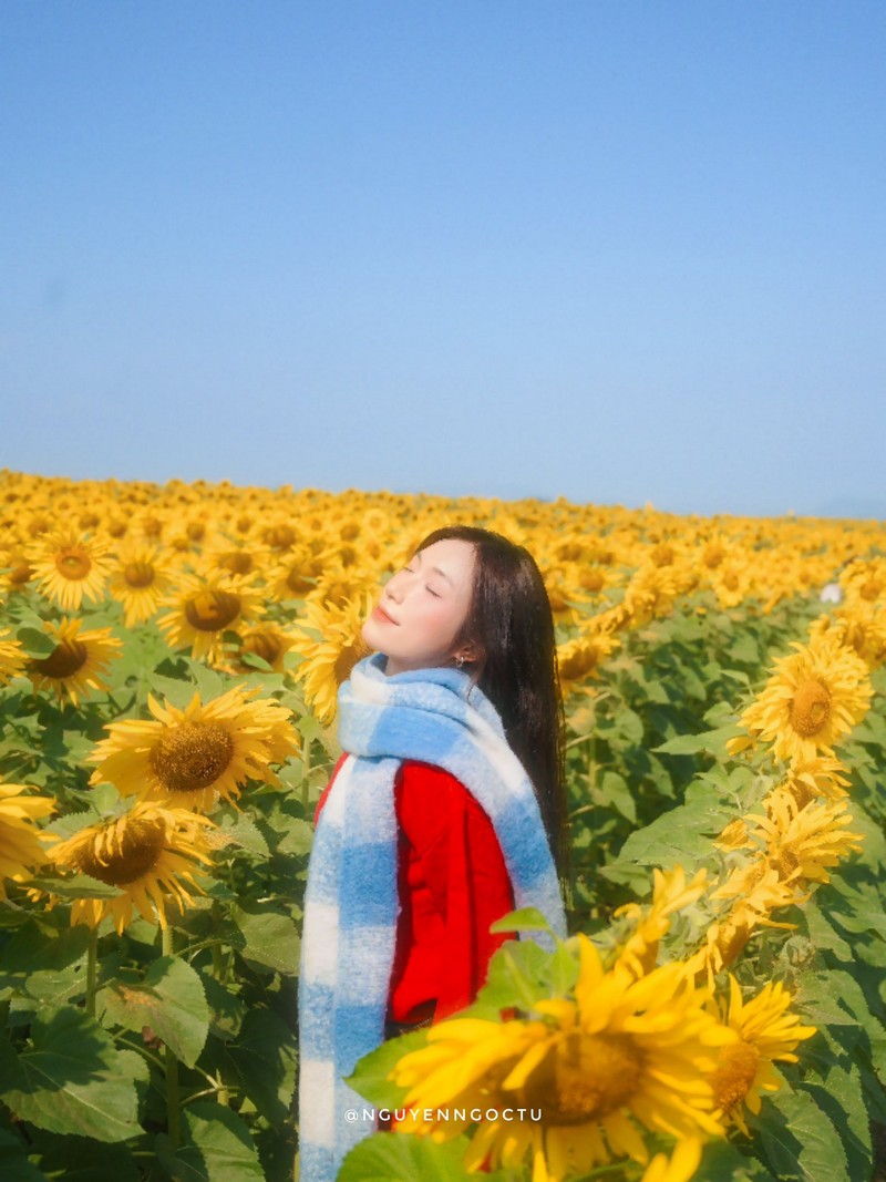 Review đồi hoa hướng dương Nghệ An