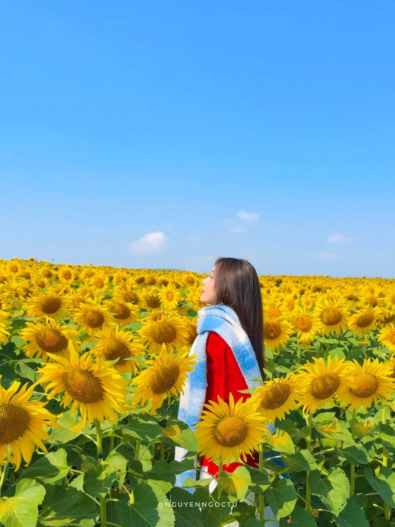 Review đồi hoa hướng dương Nghệ An
