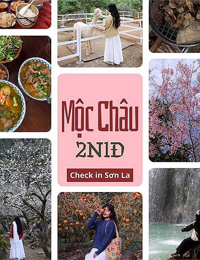 Lịch trình cuối năm vi vu Mộc Châu 2N1Đ: "Hoa nở khắp nơi, thời tiết không quá lạnh"