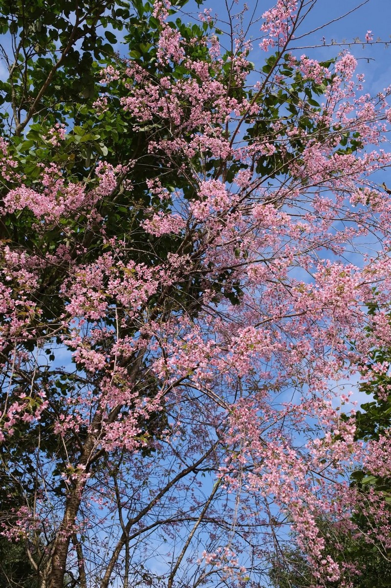 cuối năm vi vu Mộc Châu 2N1Đ