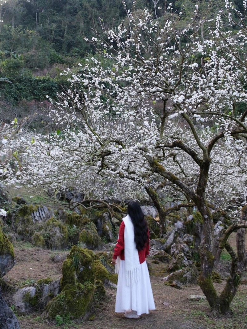 cuối năm vi vu Mộc Châu 2N1Đ