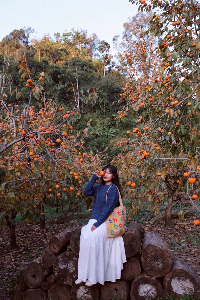 cuối năm vi vu Mộc Châu 2N1Đ