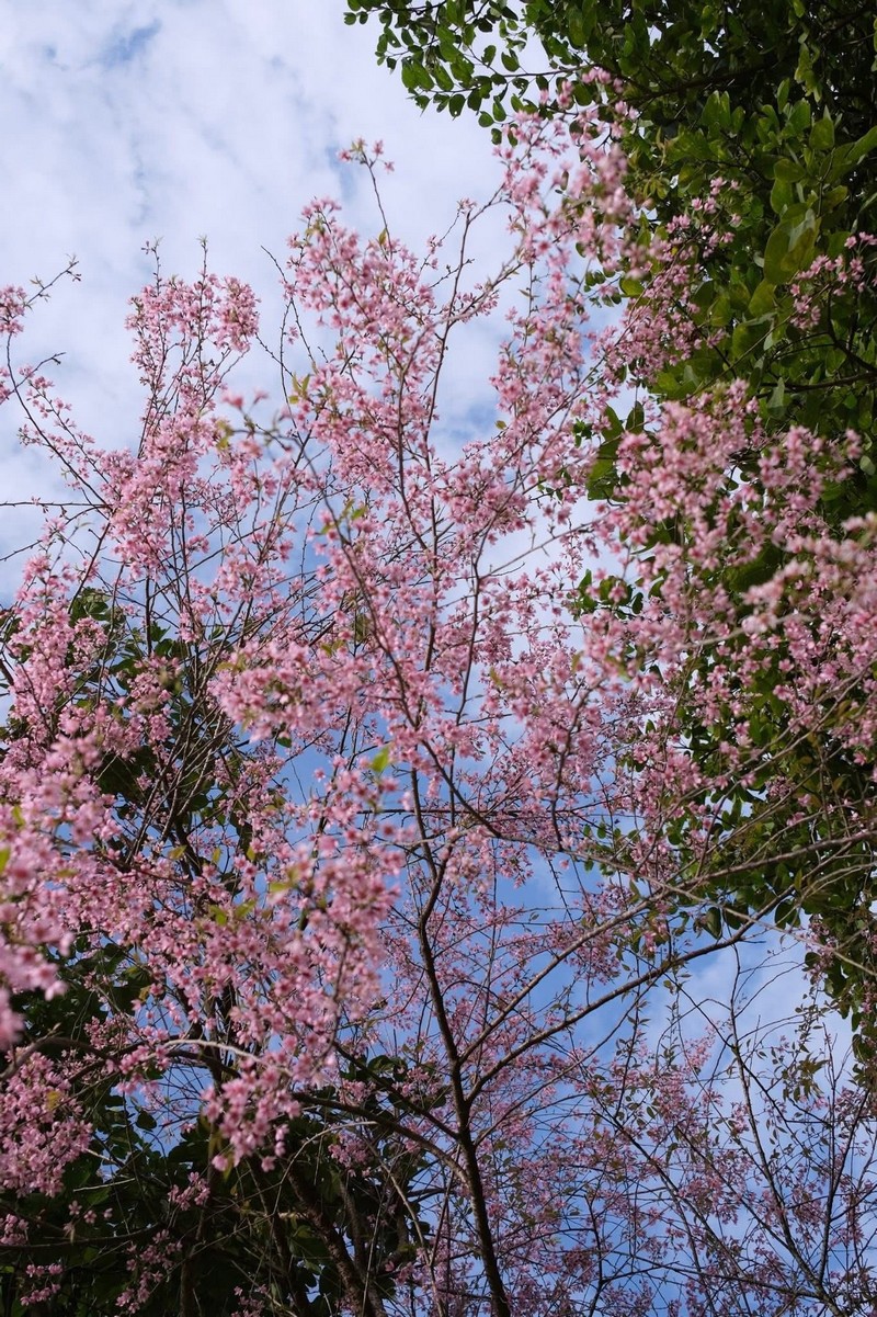 cuối năm vi vu Mộc Châu 2N1Đ