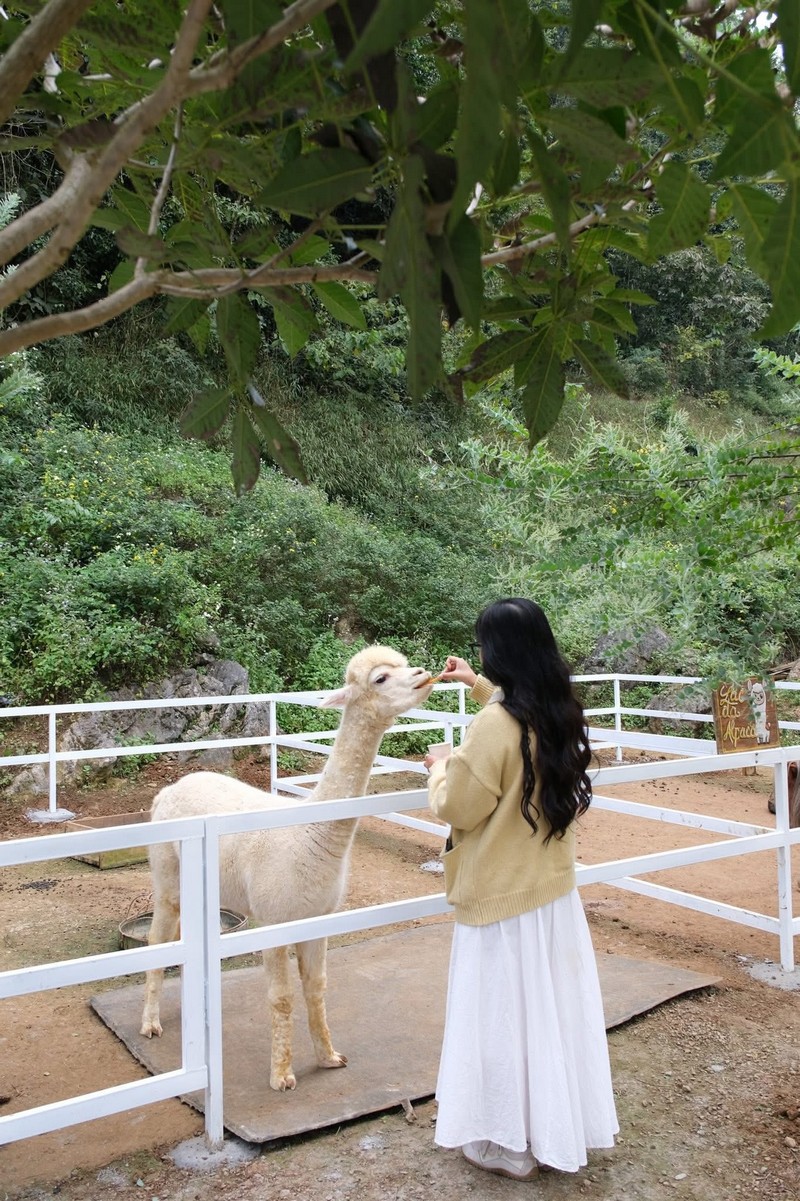 cuối năm vi vu Mộc Châu 2N1Đ