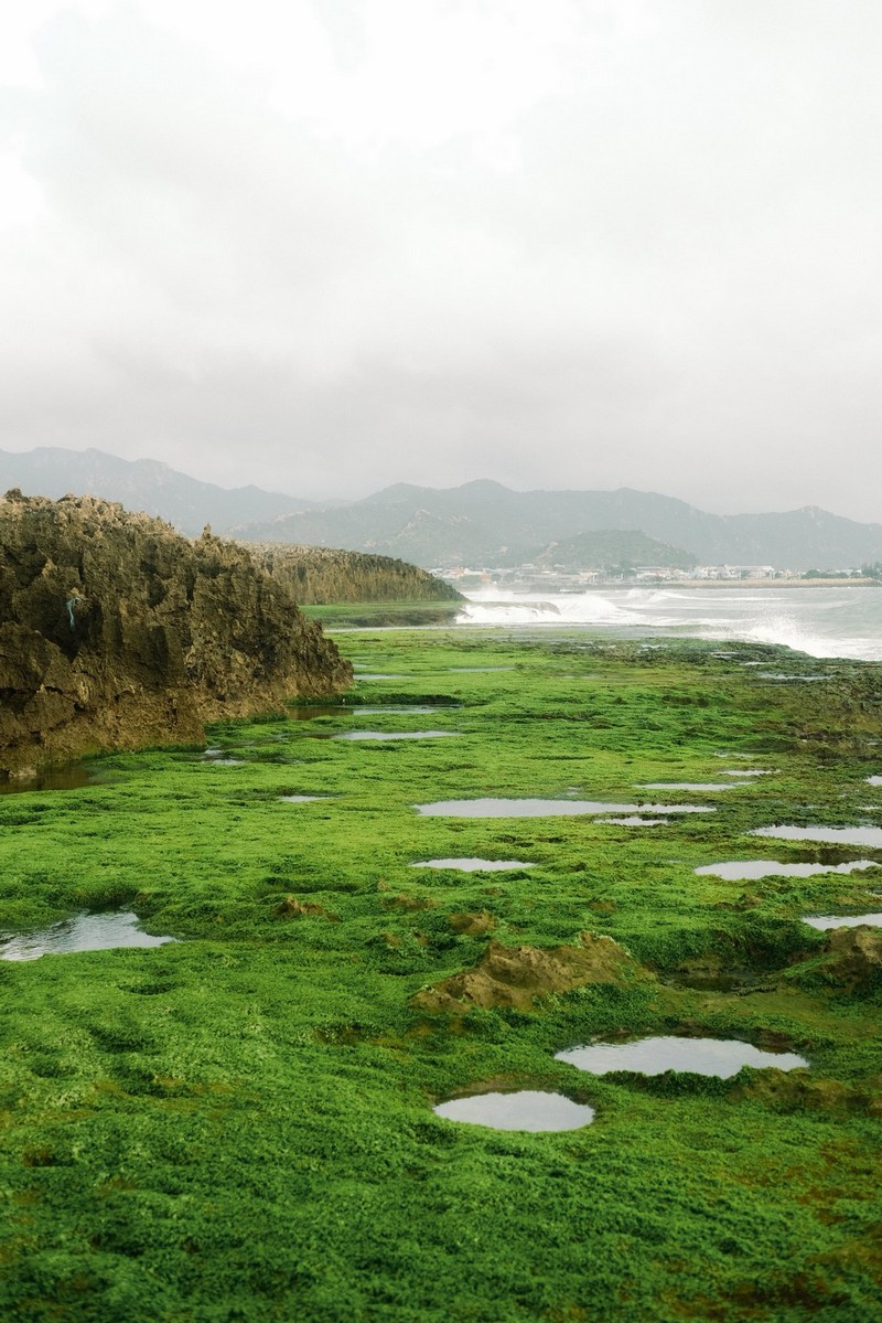 mùa rêu Hòn Đỏ