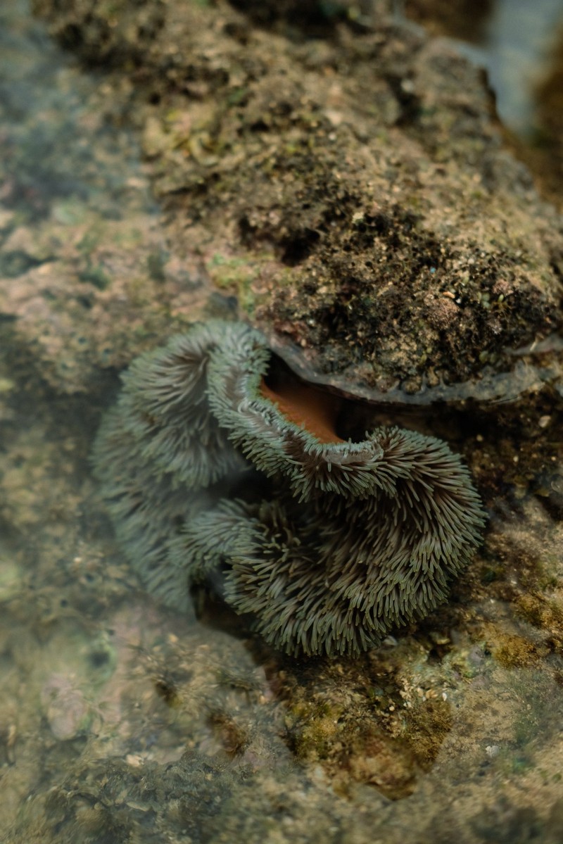 mùa rêu Hòn Đỏ