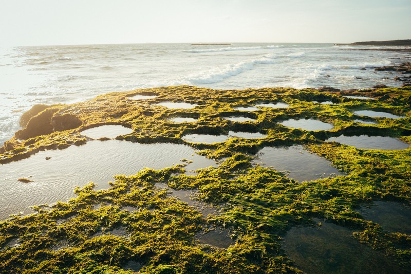 mùa rêu Hòn Đỏ