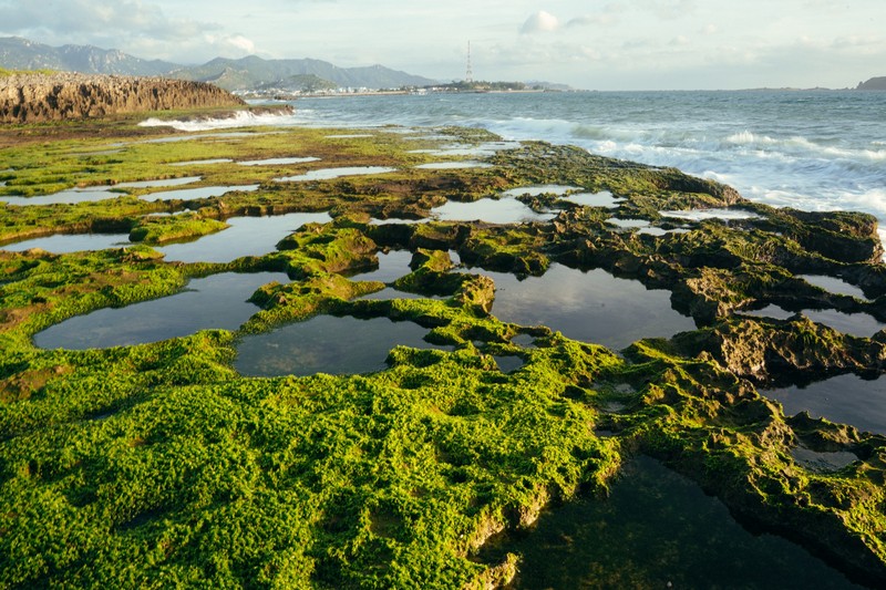 mùa rêu Hòn Đỏ