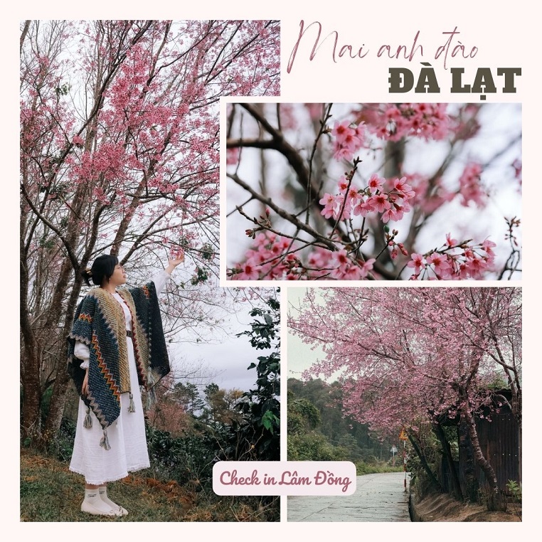 Mai anh đào nhuộm hồng Đà Lạt mộng mơ những ngày đón chờ năm mới