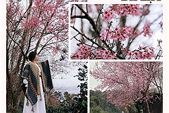 Mai anh đào nhuộm hồng Đà Lạt mộng mơ những ngày đón chờ năm mới