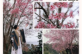 Mai anh đào nhuộm hồng Đà Lạt mộng mơ những ngày đón chờ năm mới