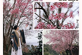 Mai anh đào nhuộm hồng Đà Lạt mộng mơ những ngày đón chờ năm mới