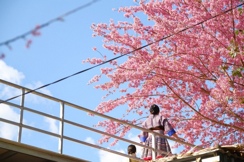 Mù Cang Chải 2N2Đ mùa hoa tớ dày