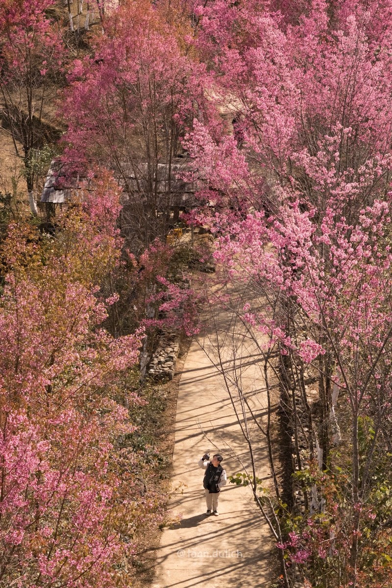 Mù Cang Chải 2N2Đ mùa hoa tớ dày