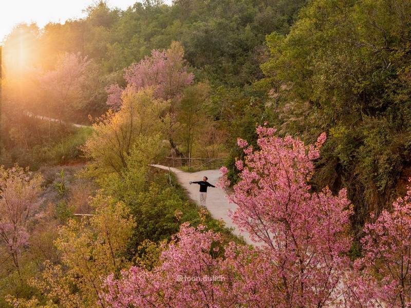 Mù Cang Chải 2N2Đ mùa hoa tớ dày