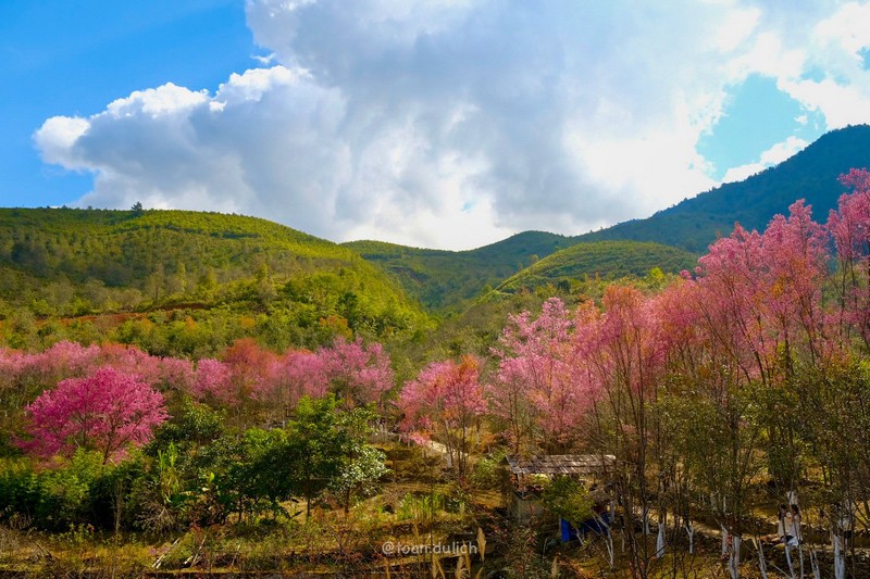 Mù Cang Chải 2N2Đ mùa hoa tớ dày