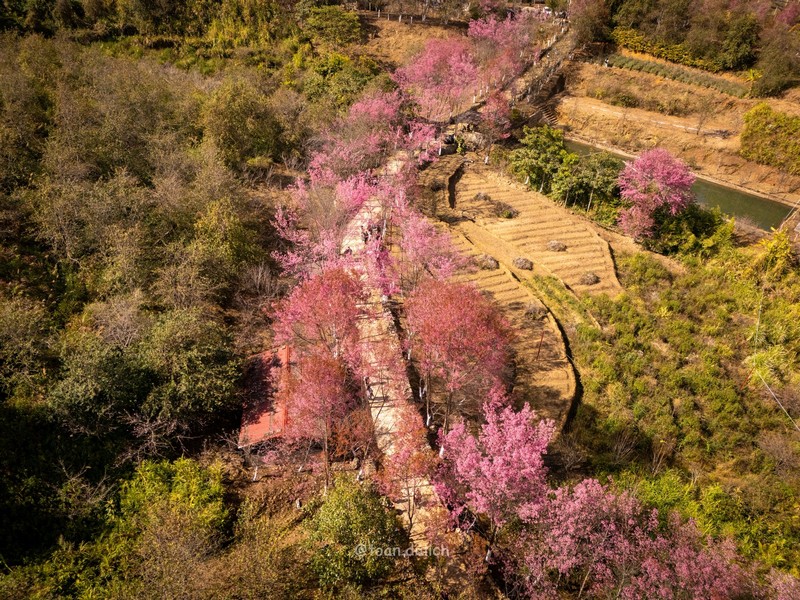 Mù Cang Chải 2N2Đ mùa hoa tớ dày