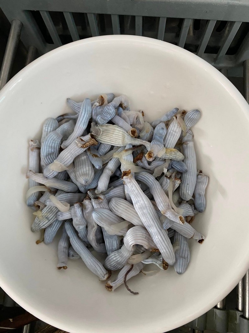 món ăn độc đáo sâu đất xào su hào