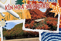 Kỳ thú hai ngôi nhà phủ đầy loài hoa lạ màu cam tại Lâm Đồng