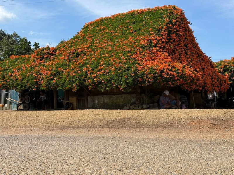 hai ngôi nhà phủ đầy loài hoa lạ màu cam