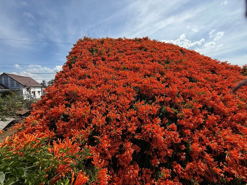 hai ngôi nhà phủ đầy loài hoa lạ màu cam