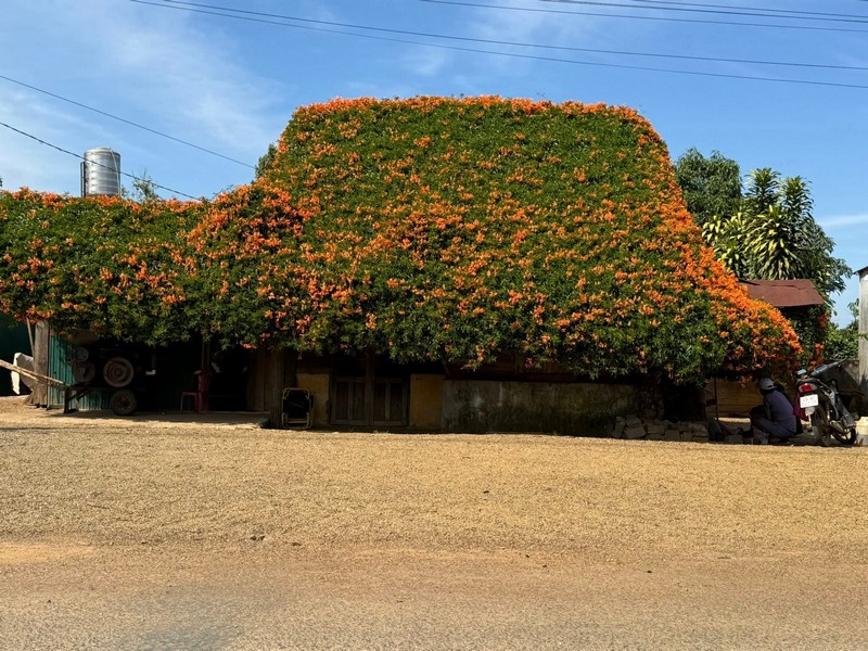hai ngôi nhà phủ đầy loài hoa lạ màu cam