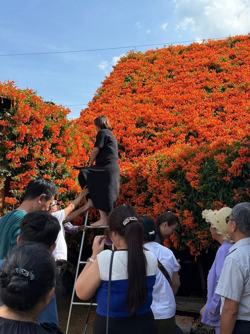 hai ngôi nhà phủ đầy loài hoa lạ màu cam