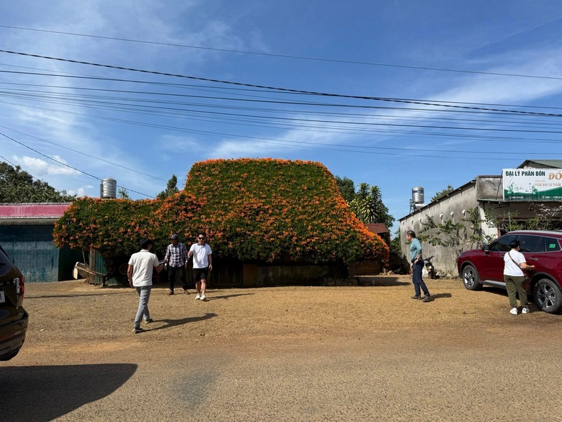 hai ngôi nhà phủ đầy loài hoa lạ màu cam