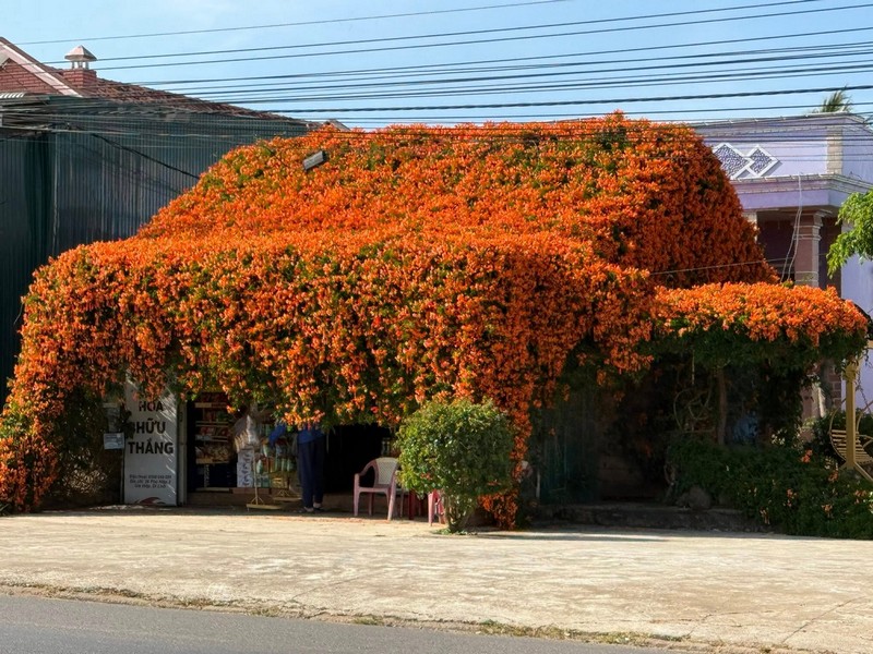 hai ngôi nhà phủ đầy loài hoa lạ màu cam