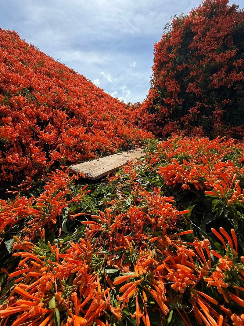 hai ngôi nhà phủ đầy loài hoa lạ màu cam