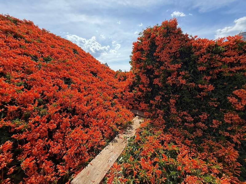 hai ngôi nhà phủ đầy loài hoa lạ màu cam