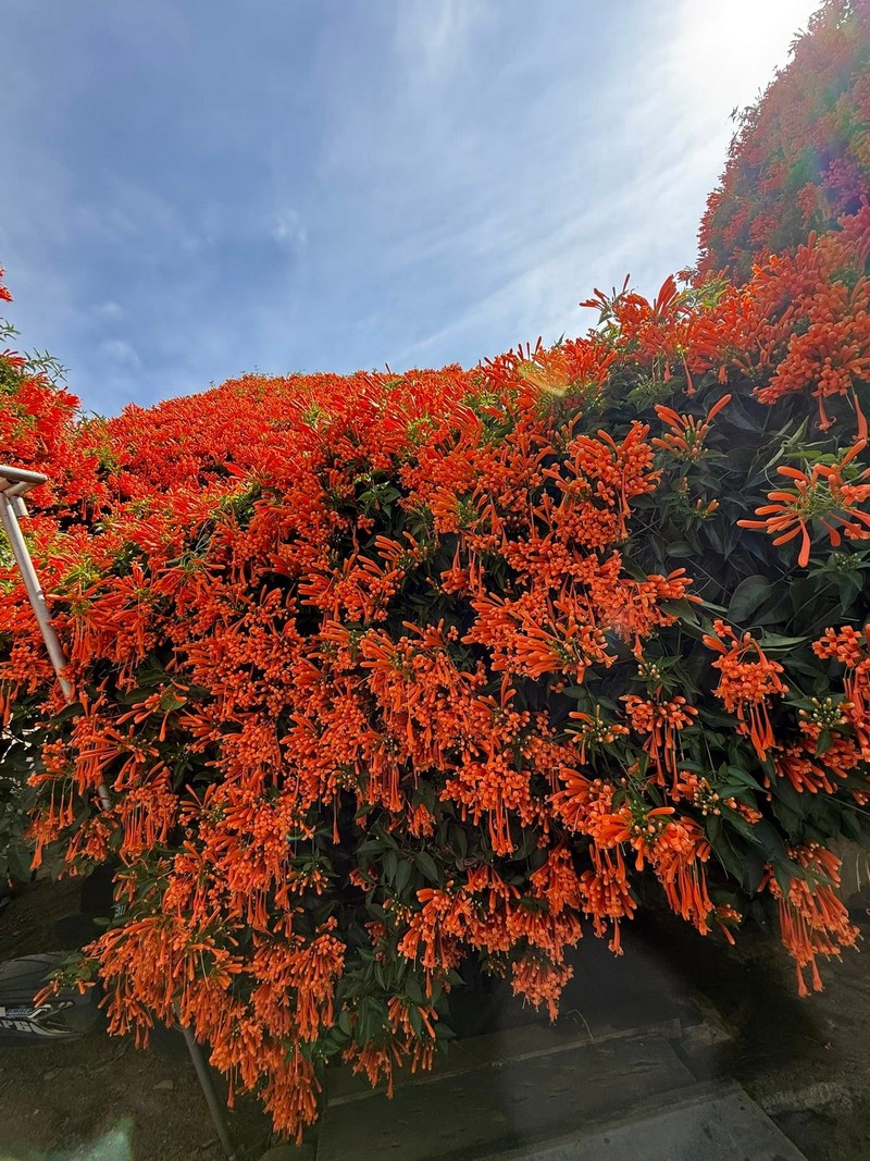 hai ngôi nhà phủ đầy loài hoa lạ màu cam