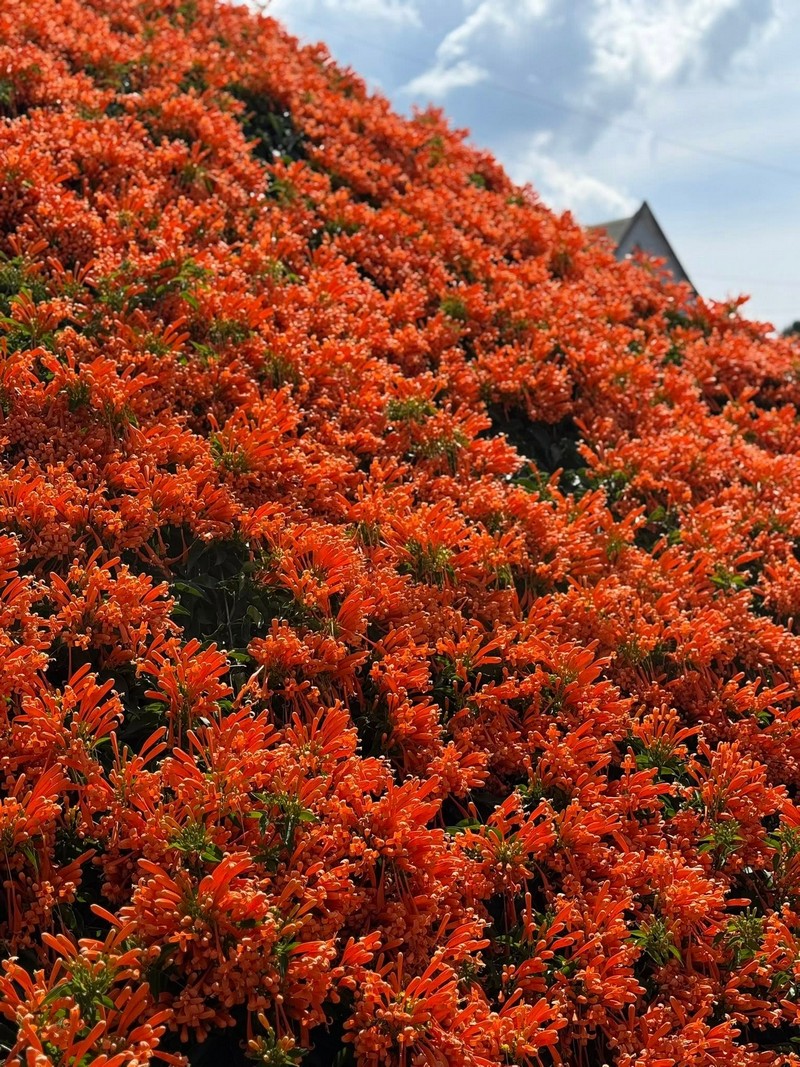 hai ngôi nhà phủ đầy loài hoa lạ màu cam
